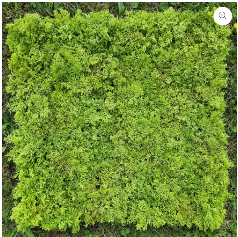 Artificial Moss Panel - Fire Retardant - 50cm x 50cm